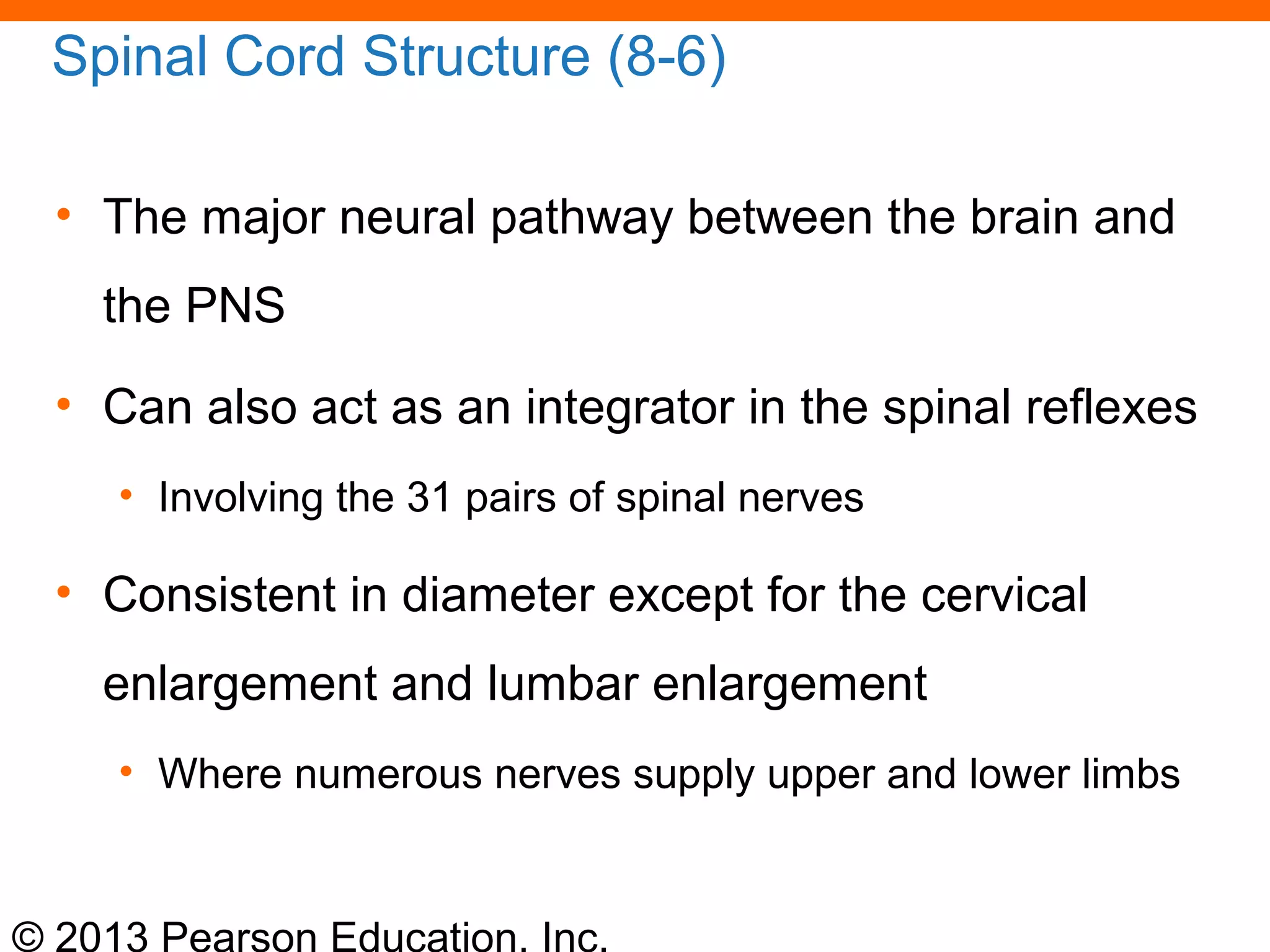 © 2013 Pearson Education, Inc.
Spinal Cord Structure (8-6)
• The major neural pathway between the brain and
the PNS
• Can also act as an integrator in the spinal reflexes
• Involving the 31 pairs of spinal nerves
• Consistent in diameter except for the cervical
enlargement and lumbar enlargement
• Where numerous nerves supply upper and lower limbs
 