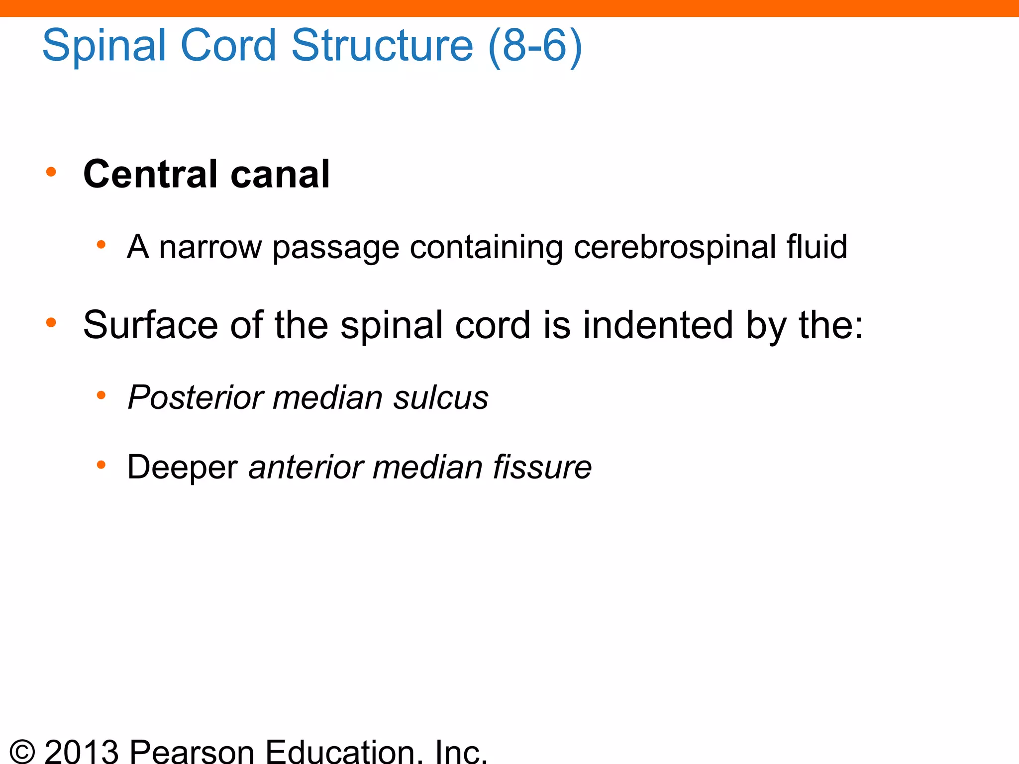© 2013 Pearson Education, Inc.
Spinal Cord Structure (8-6)
• Central canal
• A narrow passage containing cerebrospinal fluid
• Surface of the spinal cord is indented by the:
• Posterior median sulcus
• Deeper anterior median fissure
 