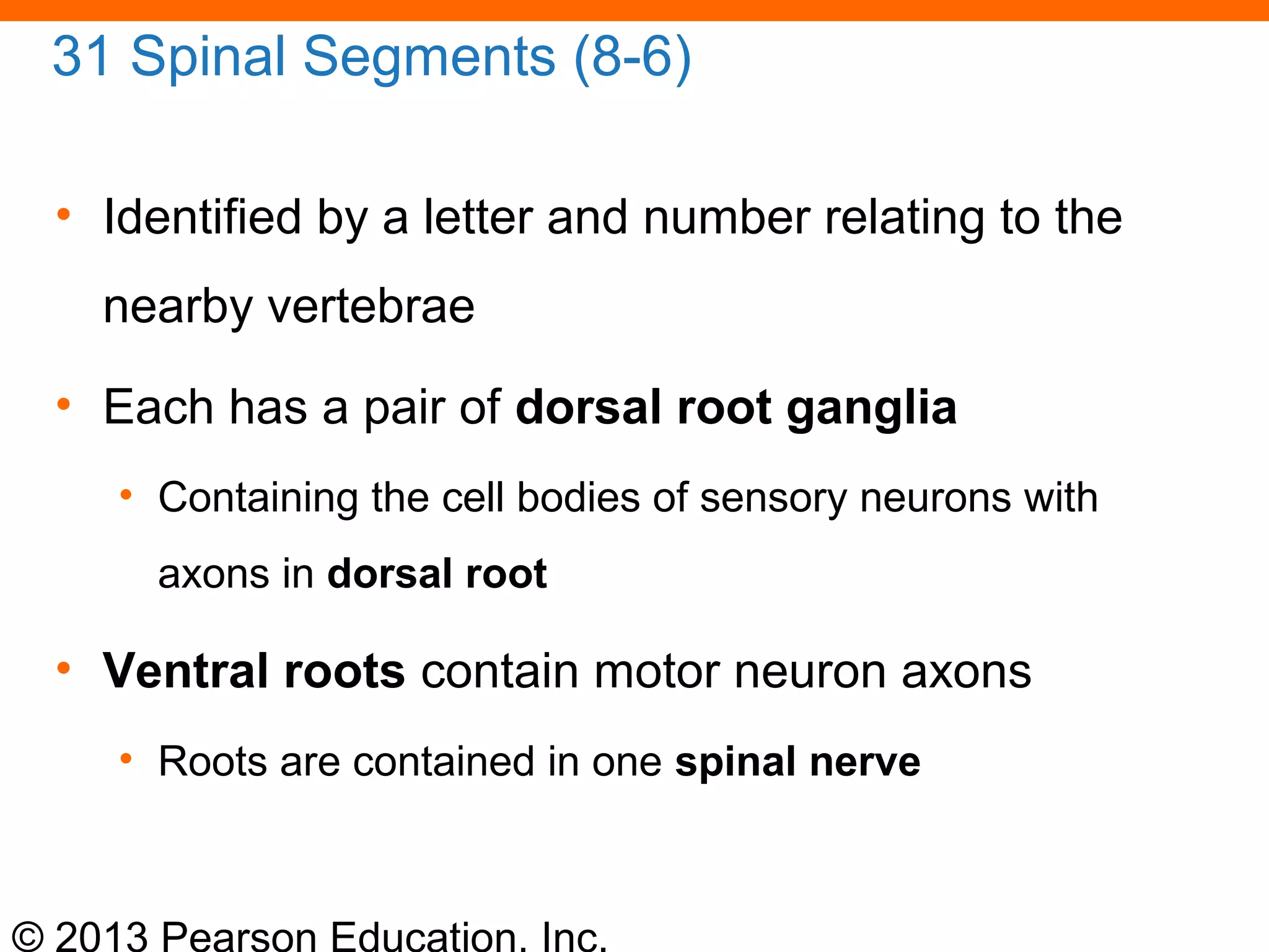 © 2013 Pearson Education, Inc.
31 Spinal Segments (8-6)
• Identified by a letter and number relating to the
nearby vertebrae
• Each has a pair of dorsal root ganglia
• Containing the cell bodies of sensory neurons with
axons in dorsal root
• Ventral roots contain motor neuron axons
• Roots are contained in one spinal nerve
 
