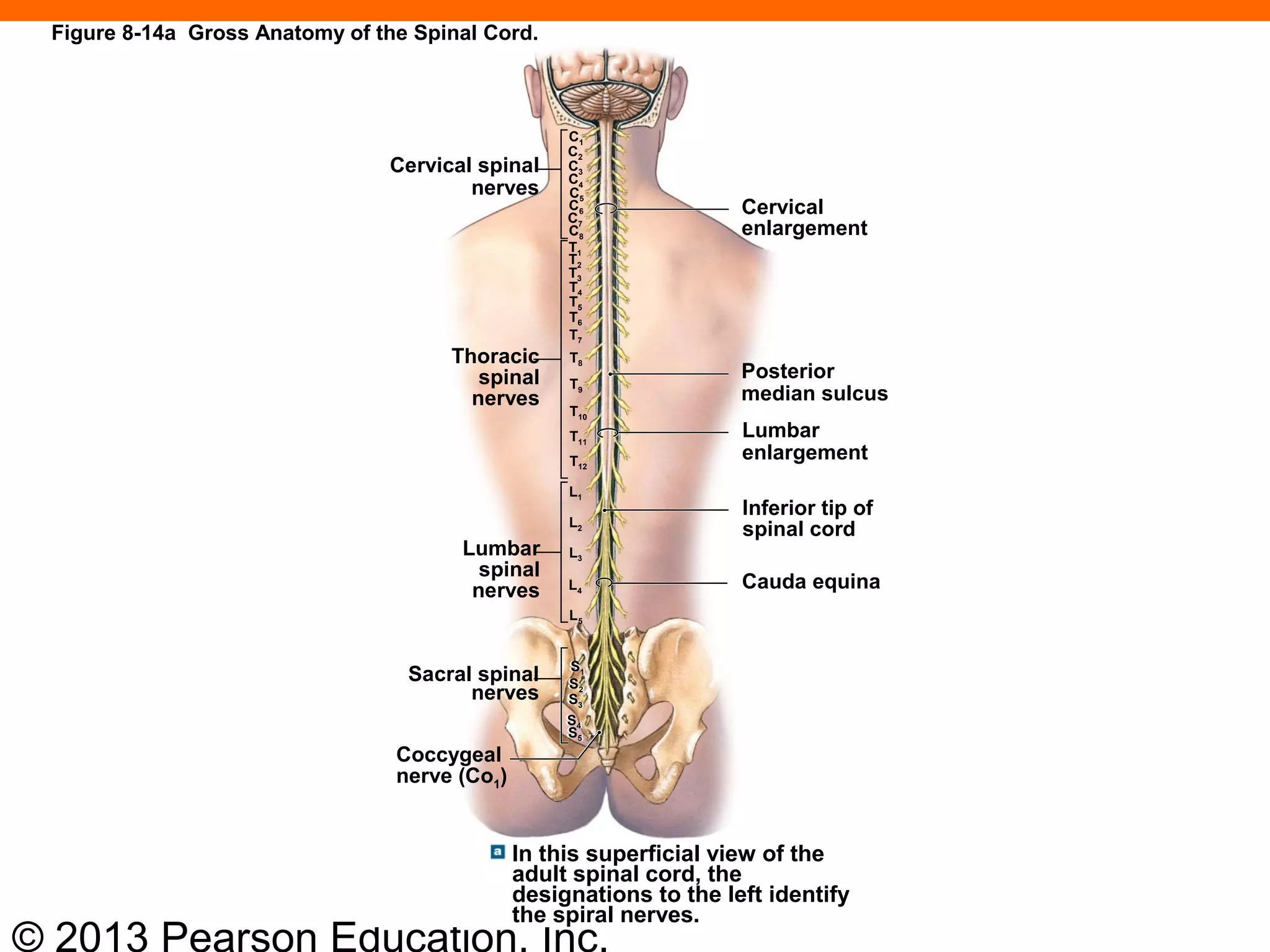 © 2013 Pearson Education, Inc.
Figure 8-14a Gross Anatomy of the Spinal Cord.
Cervical
enlargement
Posterior
median sulcus
Lumbar
enlargement
Inferior tip of
spinal cord
Cauda equina
Cervical spinal
nerves
Thoracic
spinal
nerves
Lumbar
spinal
nerves
Sacral spinal
nerves
Coccygeal
nerve (Co1)
In this superficial view of the
adult spinal cord, the
designations to the left identify
the spiral nerves.
C1
C2
C3
C4
C5
C6
C7
C8
T1
T2
T3
T4
T5
T6
T7
T8
T9
T10
T11
T12
L1
L2
L3
L4
L5
S5S5
S1S1
S2S2
S3S3
S4S4
 