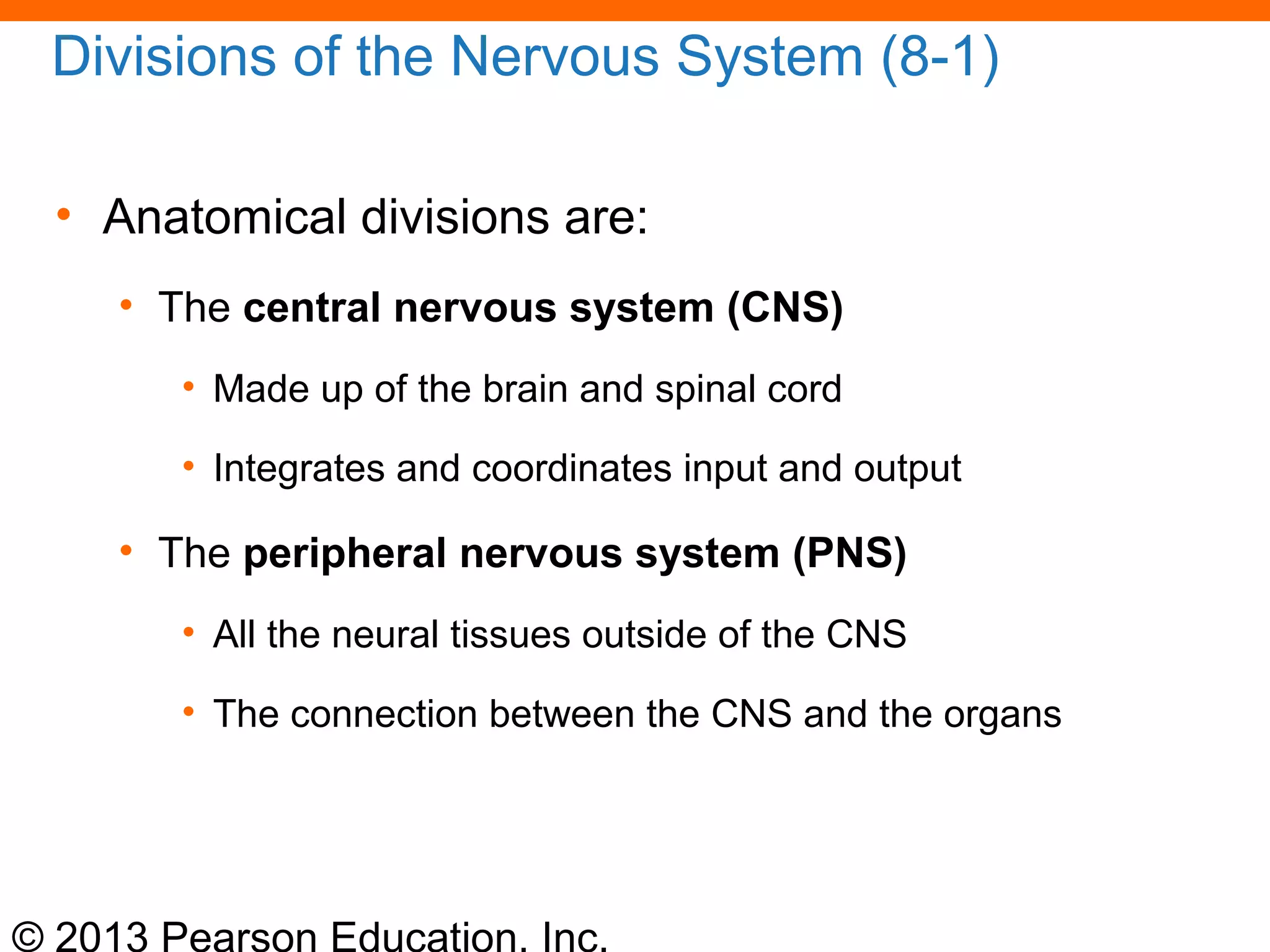 © 2013 Pearson Education, Inc.
Divisions of the Nervous System (8-1)
• Anatomical divisions are:
• The central nervous system (CNS)
• Made up of the brain and spinal cord
• Integrates and coordinates input and output
• The peripheral nervous system (PNS)
• All the neural tissues outside of the CNS
• The connection between the CNS and the organs
 