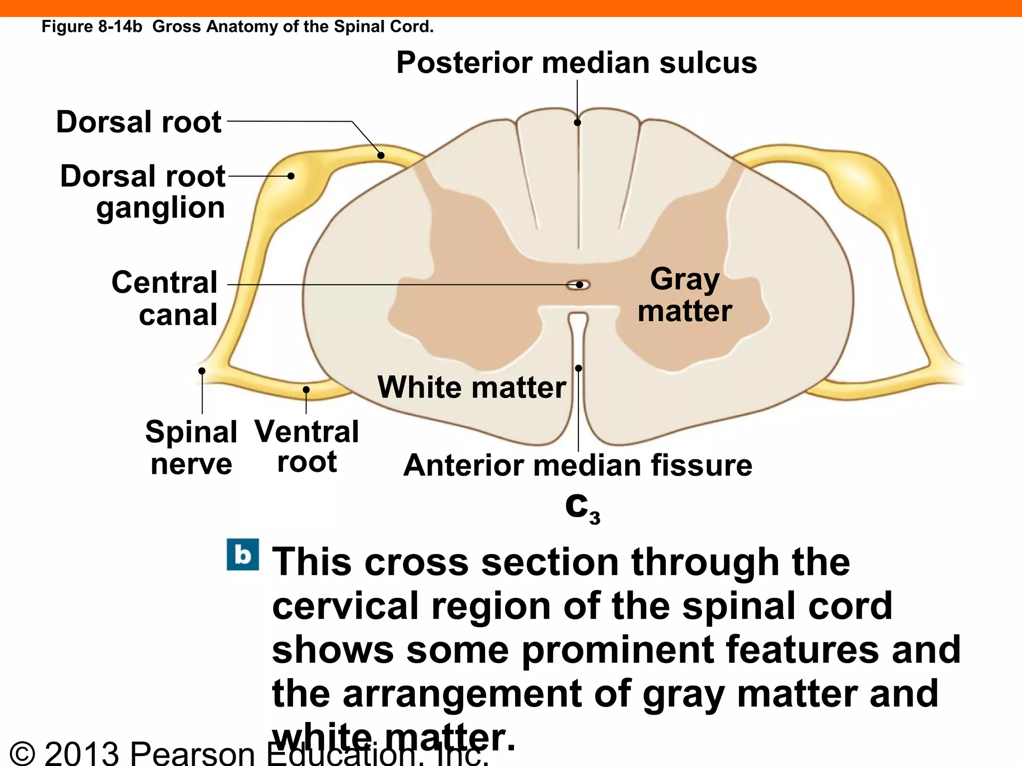 © 2013 Pearson Education, Inc.
Figure 8-14b Gross Anatomy of the Spinal Cord.
This cross section through the
cervical region of the spinal cord
shows some prominent features and
the arrangement of gray matter and
white matter.
C3
Dorsal root
Dorsal root
ganglion
Central
canal
Spinal
nerve
Ventral
root
Posterior median sulcus
White matter
Gray
matter
Anterior median fissure
 