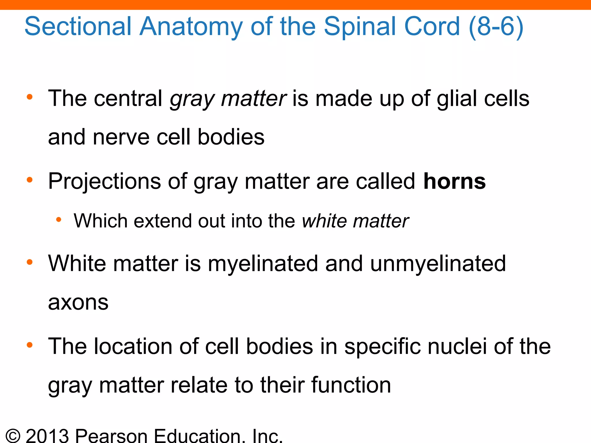 © 2013 Pearson Education, Inc.
Sectional Anatomy of the Spinal Cord (8-6)
• The central gray matter is made up of glial cells
and nerve cell bodies
• Projections of gray matter are called horns
• Which extend out into the white matter
• White matter is myelinated and unmyelinated
axons
• The location of cell bodies in specific nuclei of the
gray matter relate to their function
 