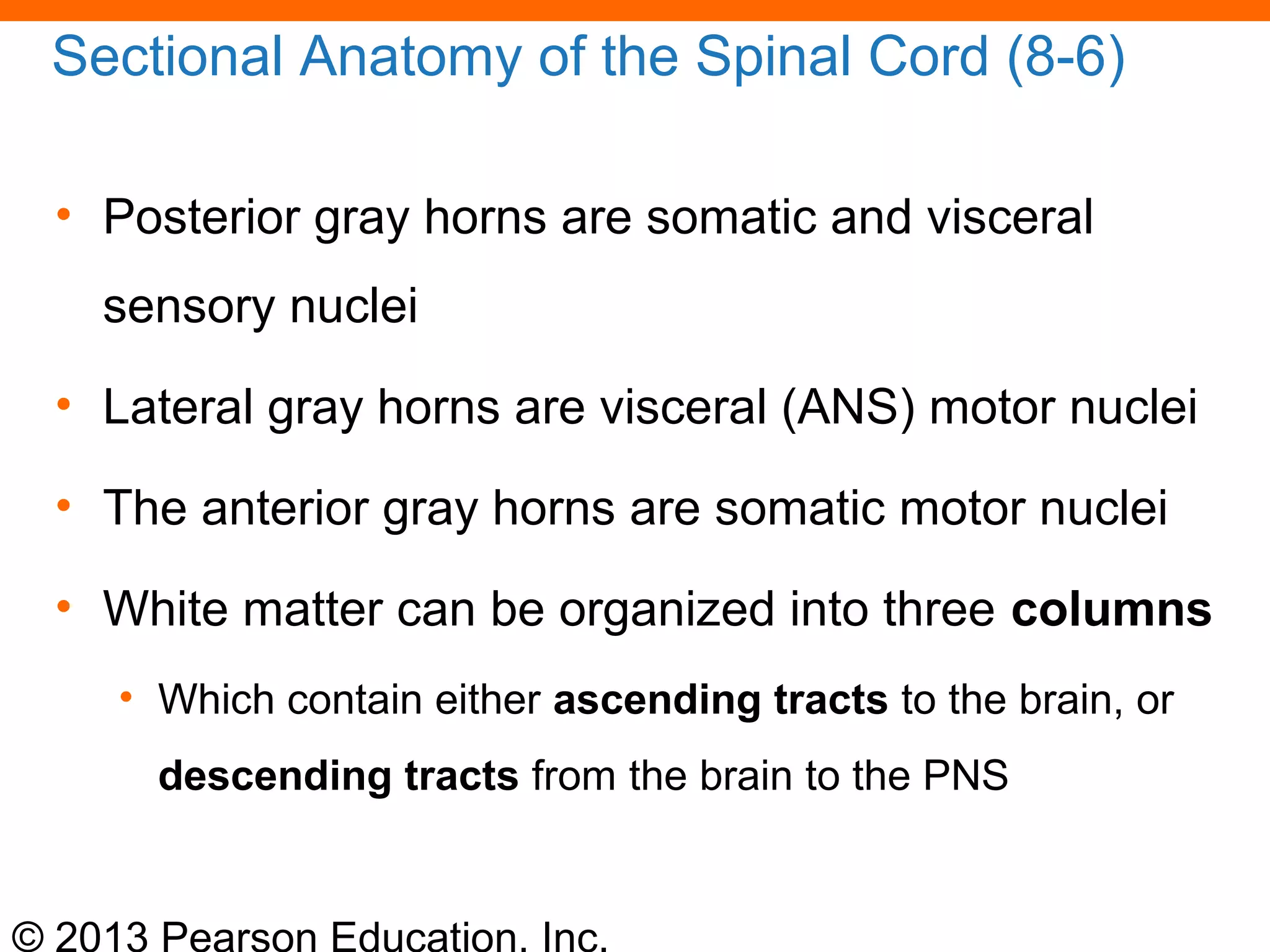© 2013 Pearson Education, Inc.
Sectional Anatomy of the Spinal Cord (8-6)
• Posterior gray horns are somatic and visceral
sensory nuclei
• Lateral gray horns are visceral (ANS) motor nuclei
• The anterior gray horns are somatic motor nuclei
• White matter can be organized into three columns
• Which contain either ascending tracts to the brain, or
descending tracts from the brain to the PNS
 