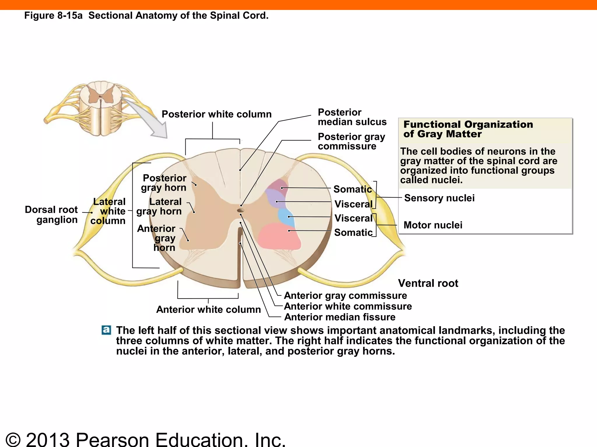 © 2013 Pearson Education, Inc.
Figure 8-15a Sectional Anatomy of the Spinal Cord.
Posterior white column Posterior
median sulcus
Posterior gray
commissure
Posterior
gray horn
Dorsal root
ganglion
Lateral
white
column
Lateral
gray horn
Anterior
gray
horn
Somatic
Visceral
Visceral
Somatic
Functional Organization
of Gray Matter
The cell bodies of neurons in the
gray matter of the spinal cord are
organized into functional groups
called nuclei.
Sensory nuclei
Motor nuclei
Ventral root
Anterior gray commissure
Anterior white commissure
Anterior median fissure
Anterior white column
The left half of this sectional view shows important anatomical landmarks, including the
three columns of white matter. The right half indicates the functional organization of the
nuclei in the anterior, lateral, and posterior gray horns.
 