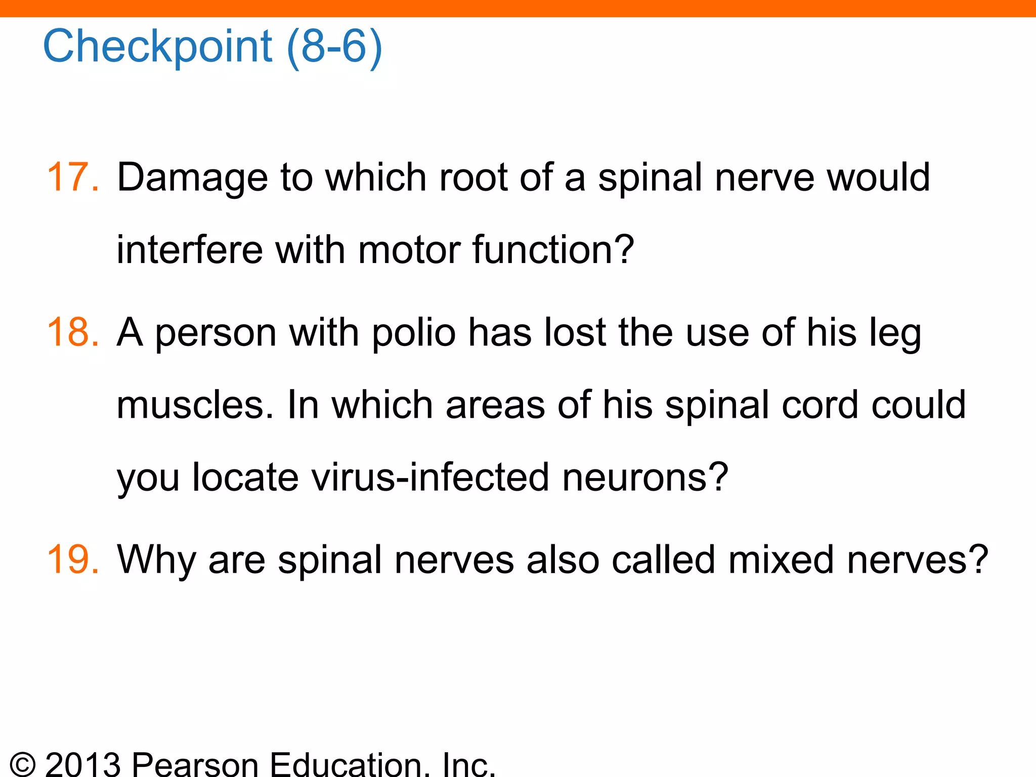 © 2013 Pearson Education, Inc.
Checkpoint (8-6)
17. Damage to which root of a spinal nerve would
interfere with motor function?
18. A person with polio has lost the use of his leg
muscles. In which areas of his spinal cord could
you locate virus-infected neurons?
19. Why are spinal nerves also called mixed nerves?
 