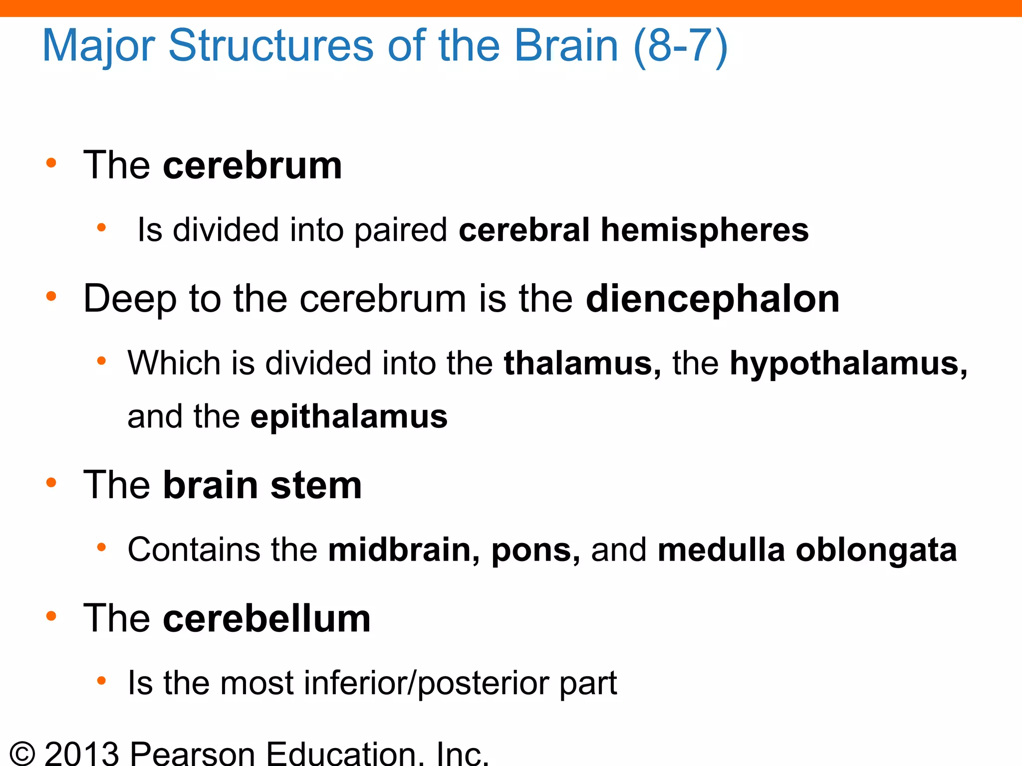 © 2013 Pearson Education, Inc.
Major Structures of the Brain (8-7)
• The cerebrum
• Is divided into paired cerebral hemispheres
• Deep to the cerebrum is the diencephalon
• Which is divided into the thalamus, the hypothalamus,
and the epithalamus
• The brain stem
• Contains the midbrain, pons, and medulla oblongata
• The cerebellum
• Is the most inferior/posterior part
 