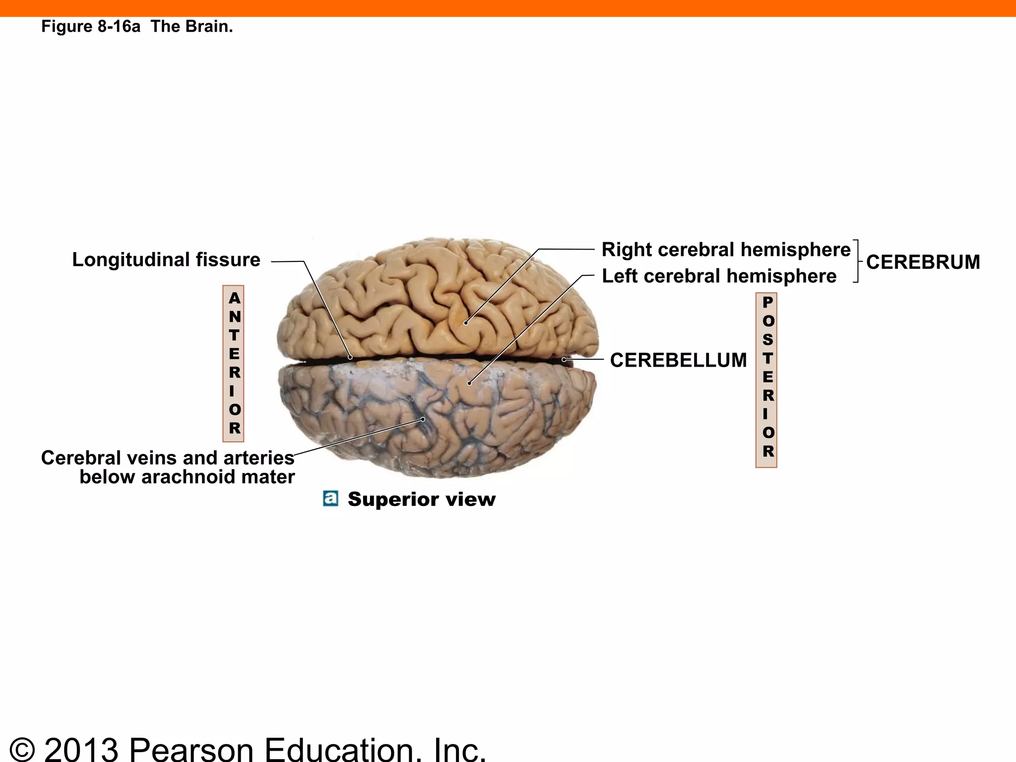 © 2013 Pearson Education, Inc.
Figure 8-16a The Brain.
Longitudinal fissure
Cerebral veins and arteries
below arachnoid mater
Right cerebral hemisphere
Left cerebral hemisphere
CEREBRUM
CEREBELLUM
A
N
T
E
R
I
O
R
P
O
S
T
E
R
I
O
R
Superior view
 