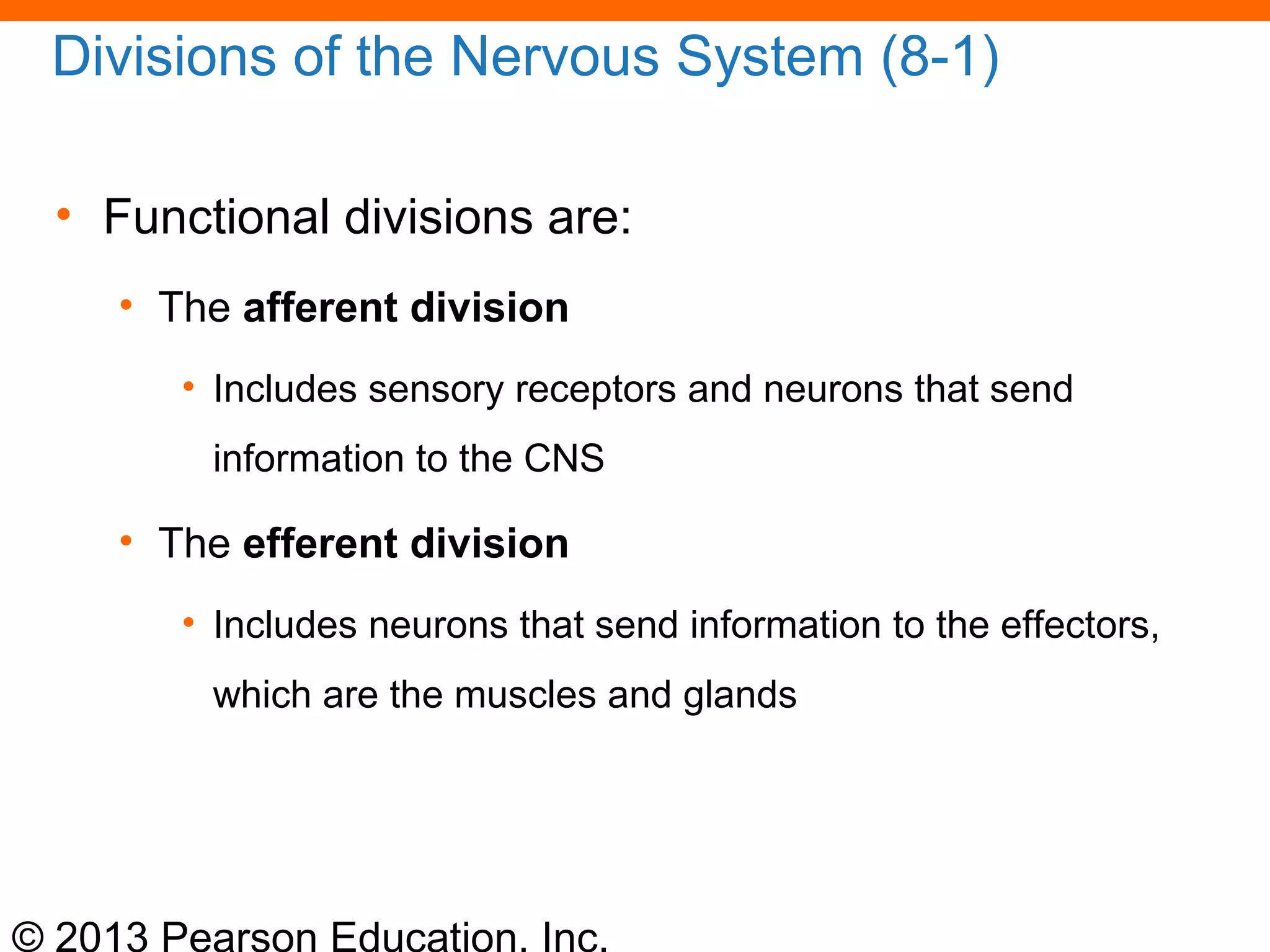 © 2013 Pearson Education, Inc.
Divisions of the Nervous System (8-1)
• Functional divisions are:
• The afferent division
• Includes sensory receptors and neurons that send
information to the CNS
• The efferent division
• Includes neurons that send information to the effectors,
which are the muscles and glands
 