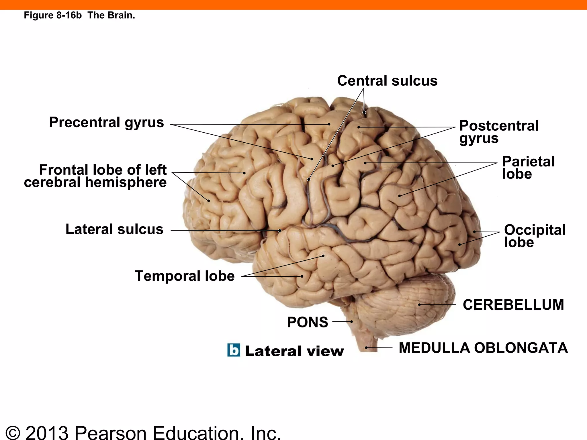© 2013 Pearson Education, Inc.
Figure 8-16b The Brain.
Precentral gyrus
Frontal lobe of left
cerebral hemisphere
Lateral sulcus
Temporal lobe
PONS
Central sulcus
Postcentral
gyrus
Parietal
lobe
Occipital
lobe
CEREBELLUM
MEDULLA OBLONGATALateral view
 
