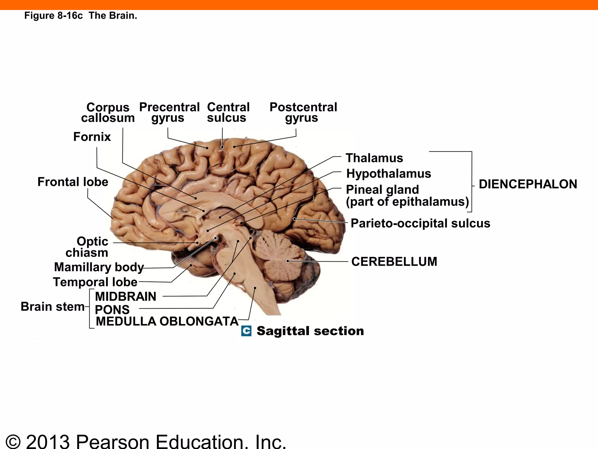 © 2013 Pearson Education, Inc.
Figure 8-16c The Brain.
Corpus
callosum
Precentral
gyrus
Central
sulcus
Postcentral
gyrus
Thalamus
Hypothalamus
Pineal gland
(part of epithalamus)
Parieto-occipital sulcus
CEREBELLUM
Sagittal section
MEDULLA OBLONGATA
PONS
MIDBRAIN
Brain stem
Temporal lobe
Fornix
Frontal lobe
Optic
chiasm
Mamillary body
DIENCEPHALON
 