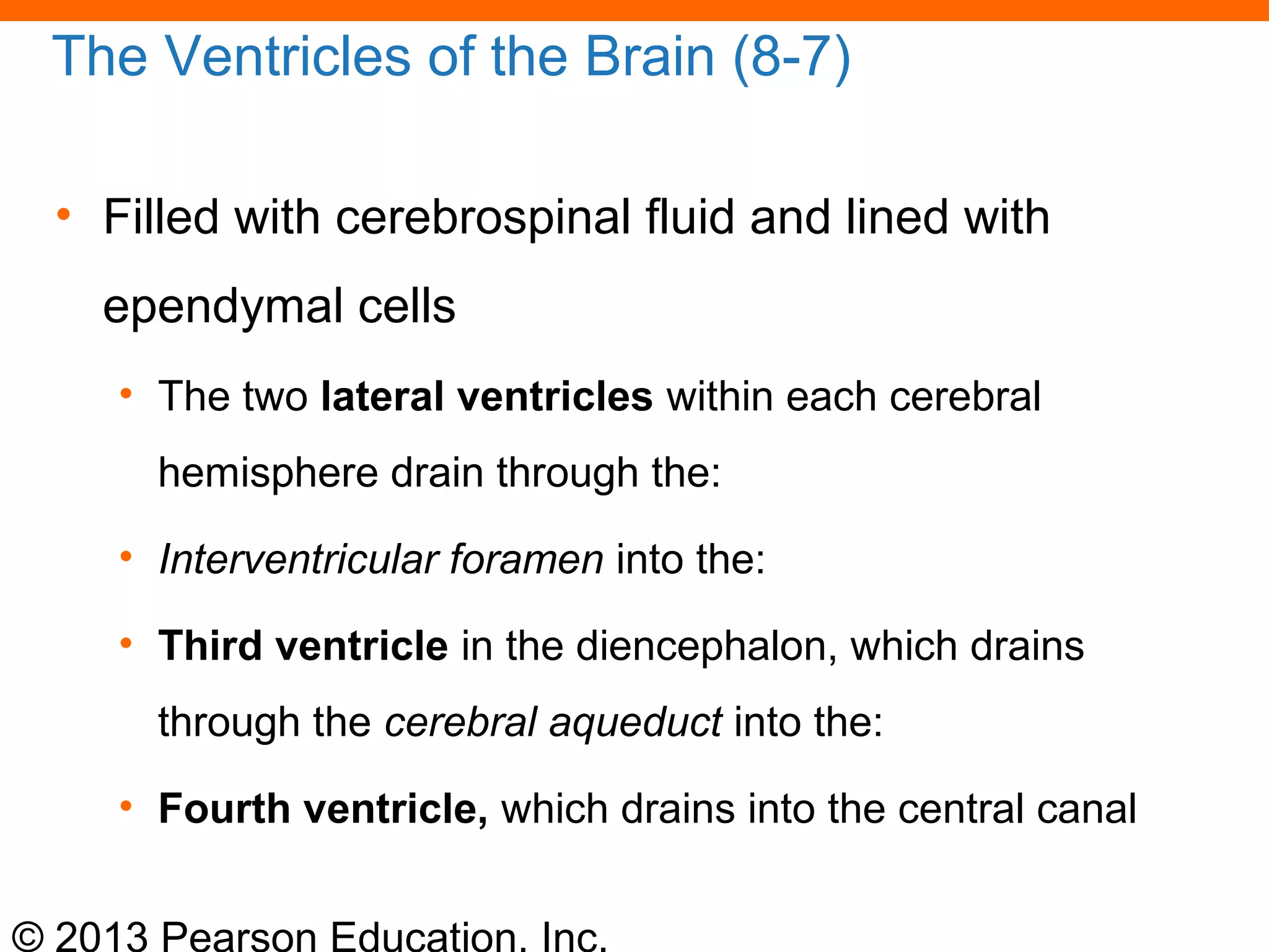 © 2013 Pearson Education, Inc.
The Ventricles of the Brain (8-7)
• Filled with cerebrospinal fluid and lined with
ependymal cells
• The two lateral ventricles within each cerebral
hemisphere drain through the:
• Interventricular foramen into the:
• Third ventricle in the diencephalon, which drains
through the cerebral aqueduct into the:
• Fourth ventricle, which drains into the central canal
 