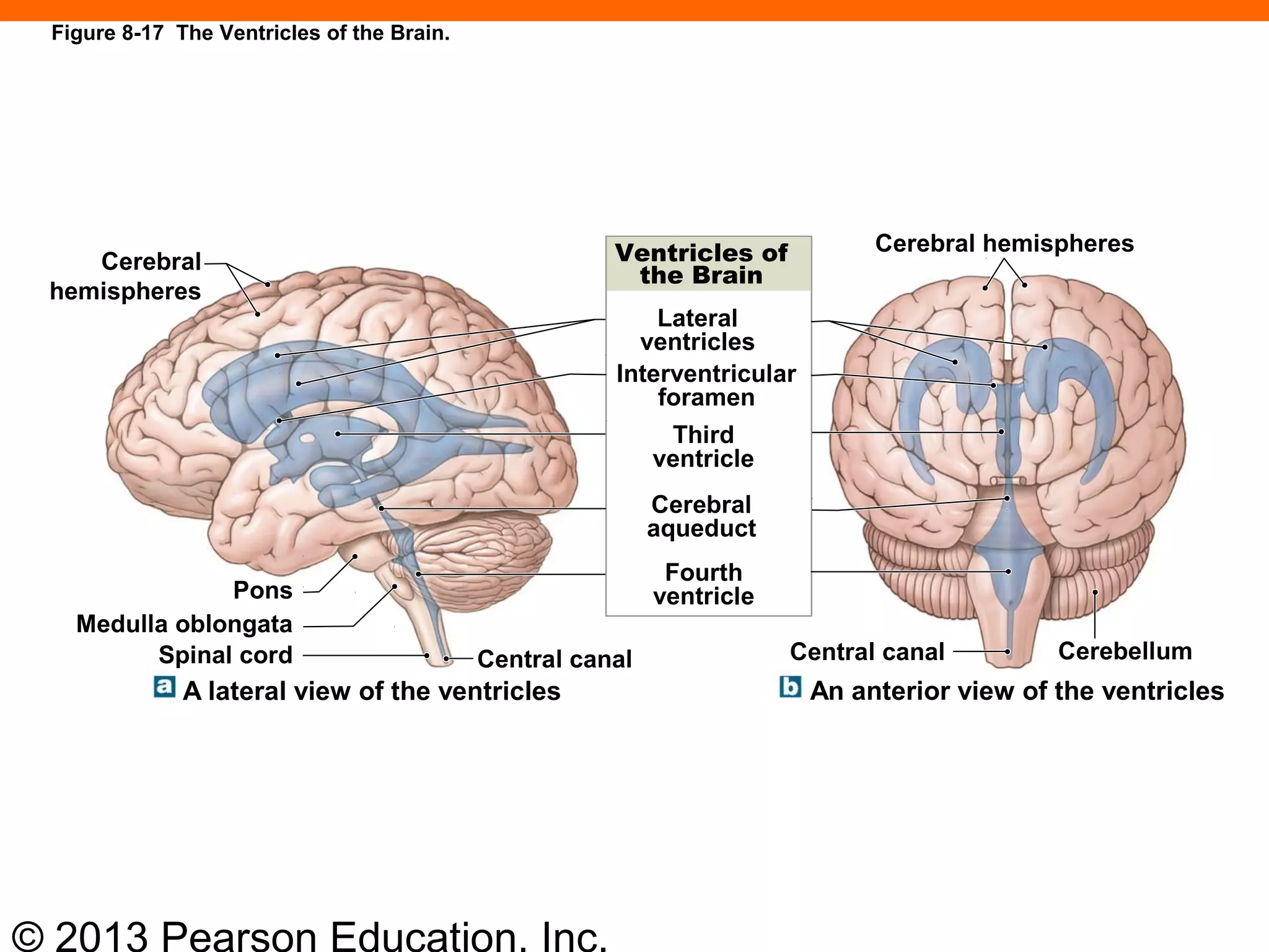 © 2013 Pearson Education, Inc.
Cerebral
hemispheres
Pons
Medulla oblongata
Spinal cord
A lateral view of the ventricles
Central canal
Lateral
ventricles
Interventricular
foramen
Third
ventricle
Cerebral
aqueduct
Fourth
ventricle
Cerebral hemispheres
Central canal Cerebellum
An anterior view of the ventricles
Ventricles of
the Brain
Figure 8-17 The Ventricles of the Brain.
 