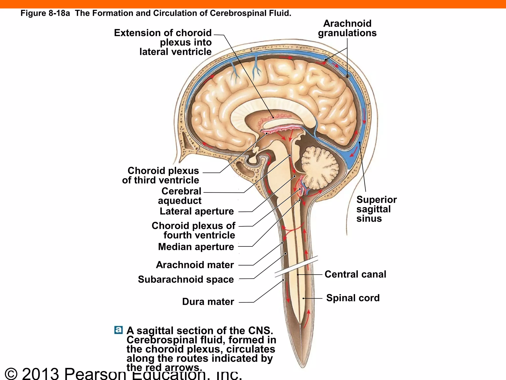 © 2013 Pearson Education, Inc.
Figure 8-18a The Formation and Circulation of Cerebrospinal Fluid.
A sagittal section of the CNS.
Cerebrospinal fluid, formed in
the choroid plexus, circulates
along the routes indicated by
the red arrows.
Spinal cord
Central canal
Superior
sagittal
sinus
Arachnoid
granulationsExtension of choroid
plexus into
lateral ventricle
Choroid plexus
of third ventricle
Cerebral
aqueduct
Lateral aperture
Choroid plexus of
fourth ventricle
Median aperture
Arachnoid mater
Subarachnoid space
Dura mater
 