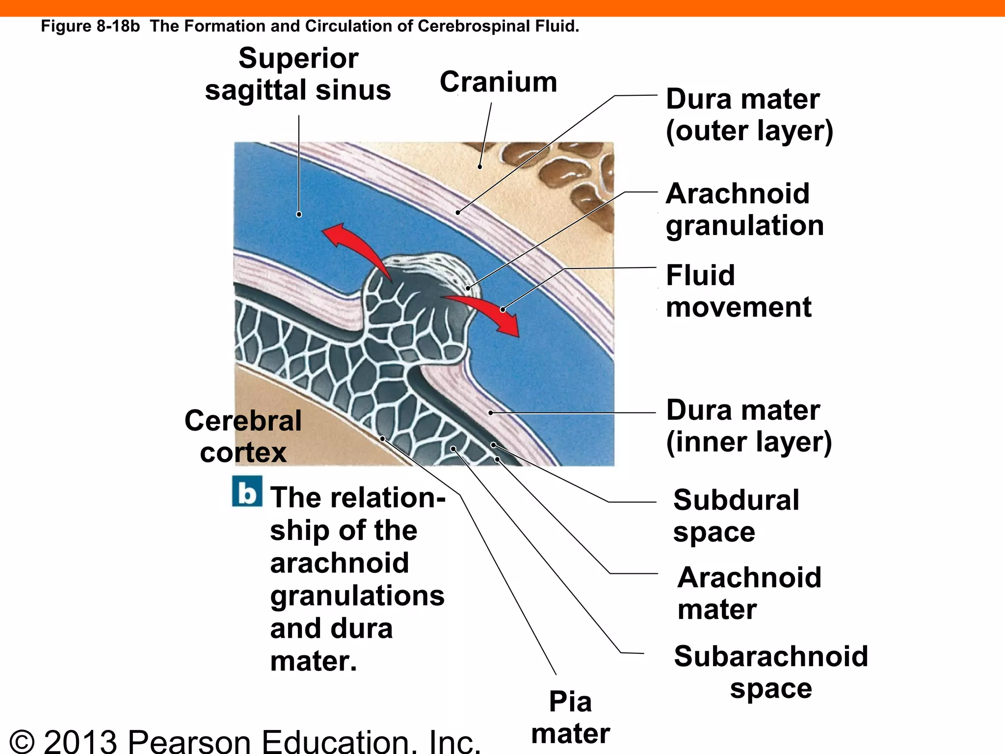 © 2013 Pearson Education, Inc.
Figure 8-18b The Formation and Circulation of Cerebrospinal Fluid.
The relation-
ship of the
arachnoid
granulations
and dura
mater.
Pia
mater
Subarachnoid
space
Arachnoid
mater
Subdural
space
Dura mater
(inner layer)
Fluid
movement
Arachnoid
granulation
Dura mater
(outer layer)
Cranium
Superior
sagittal sinus
Cerebral
cortex
 
