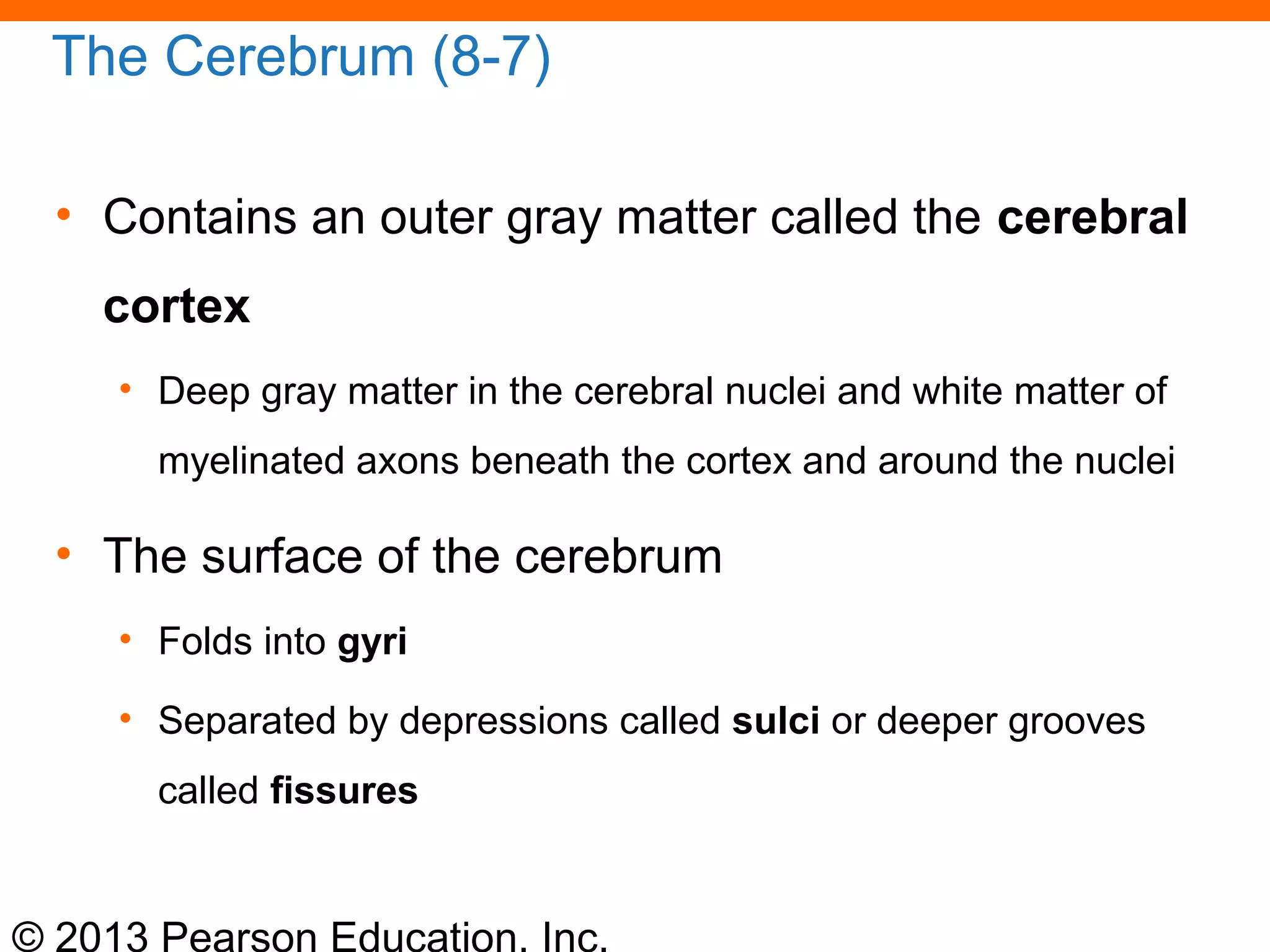 © 2013 Pearson Education, Inc.
The Cerebrum (8-7)
• Contains an outer gray matter called the cerebral
cortex
• Deep gray matter in the cerebral nuclei and white matter of
myelinated axons beneath the cortex and around the nuclei
• The surface of the cerebrum
• Folds into gyri
• Separated by depressions called sulci or deeper grooves
called fissures
 