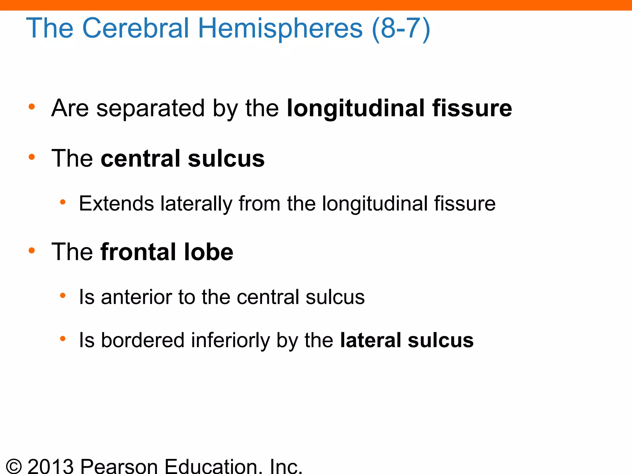 © 2013 Pearson Education, Inc.
The Cerebral Hemispheres (8-7)
• Are separated by the longitudinal fissure
• The central sulcus
• Extends laterally from the longitudinal fissure
• The frontal lobe
• Is anterior to the central sulcus
• Is bordered inferiorly by the lateral sulcus
 