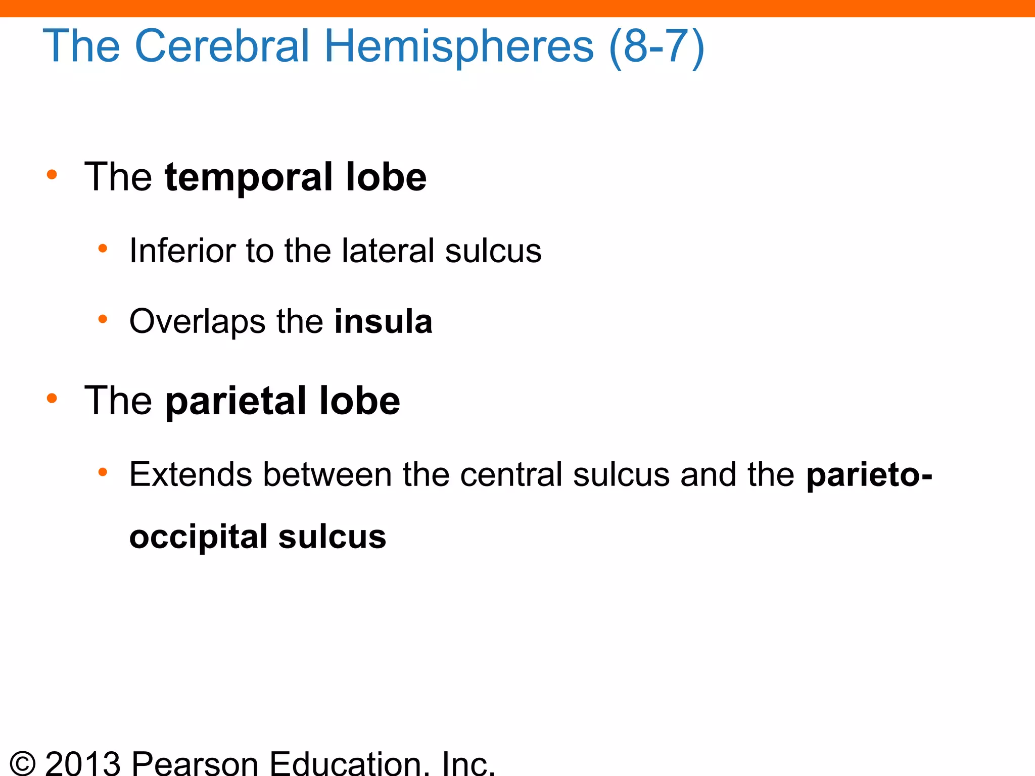 © 2013 Pearson Education, Inc.
The Cerebral Hemispheres (8-7)
• The temporal lobe
• Inferior to the lateral sulcus
• Overlaps the insula
• The parietal lobe
• Extends between the central sulcus and the parieto-
occipital sulcus
 