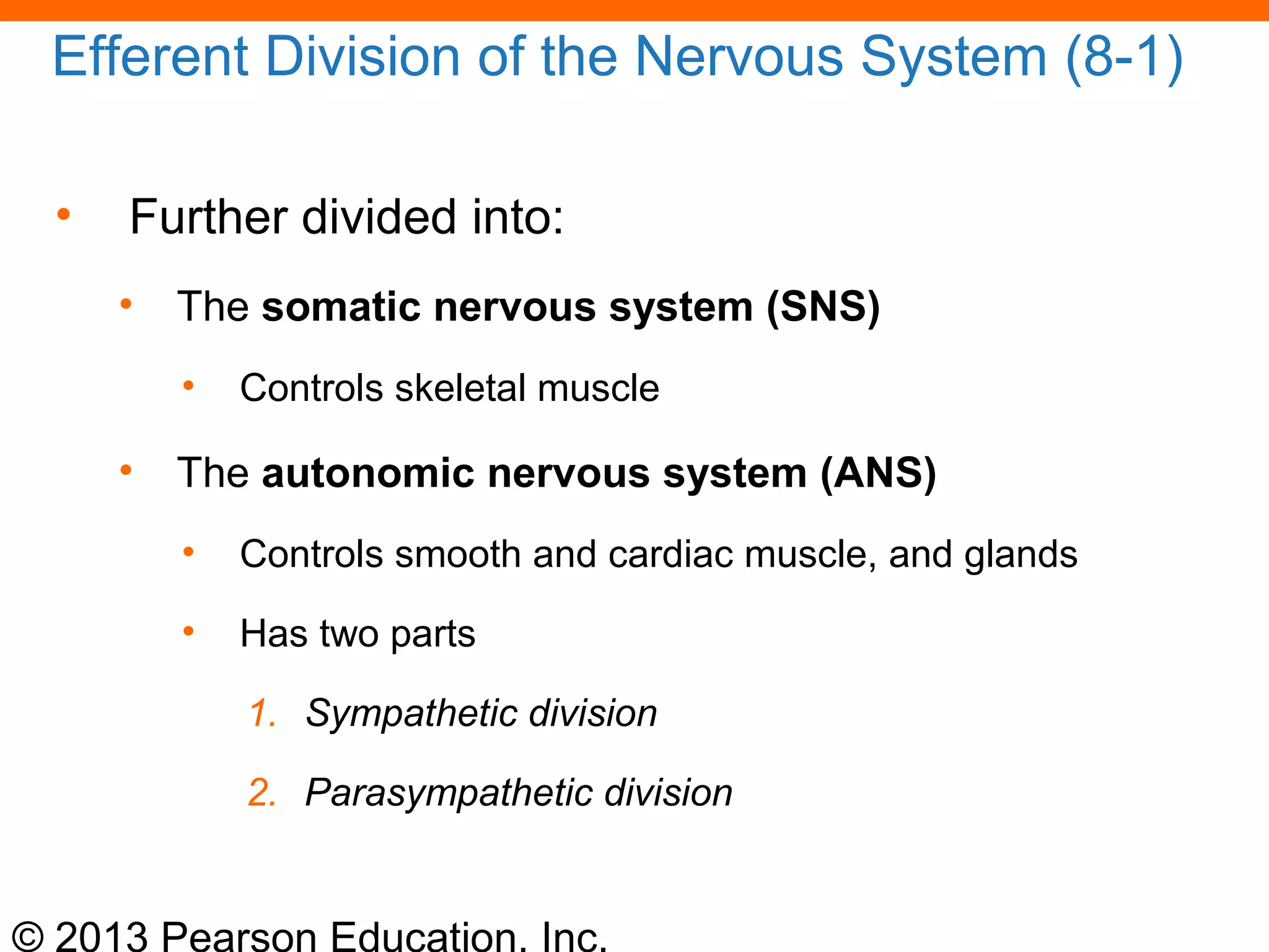 © 2013 Pearson Education, Inc.
Efferent Division of the Nervous System (8-1)
• Further divided into:
• The somatic nervous system (SNS)
• Controls skeletal muscle
• The autonomic nervous system (ANS)
• Controls smooth and cardiac muscle, and glands
• Has two parts
1. Sympathetic division
2. Parasympathetic division
 