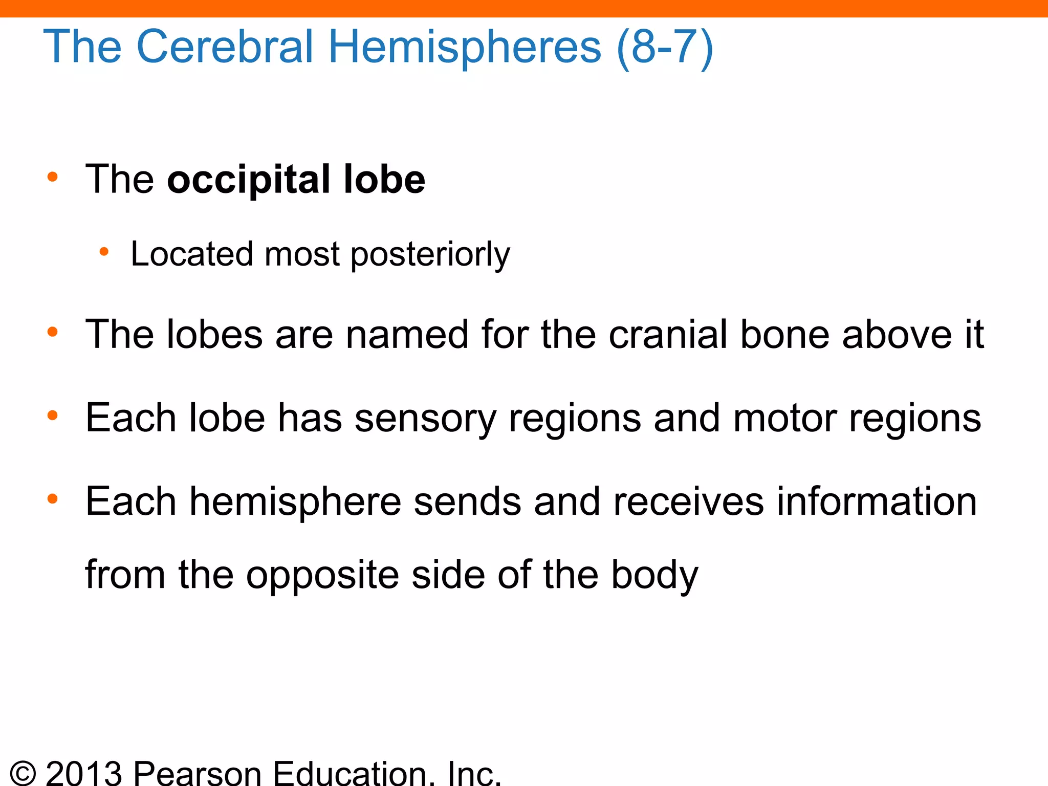 © 2013 Pearson Education, Inc.
The Cerebral Hemispheres (8-7)
• The occipital lobe
• Located most posteriorly
• The lobes are named for the cranial bone above it
• Each lobe has sensory regions and motor regions
• Each hemisphere sends and receives information
from the opposite side of the body
 