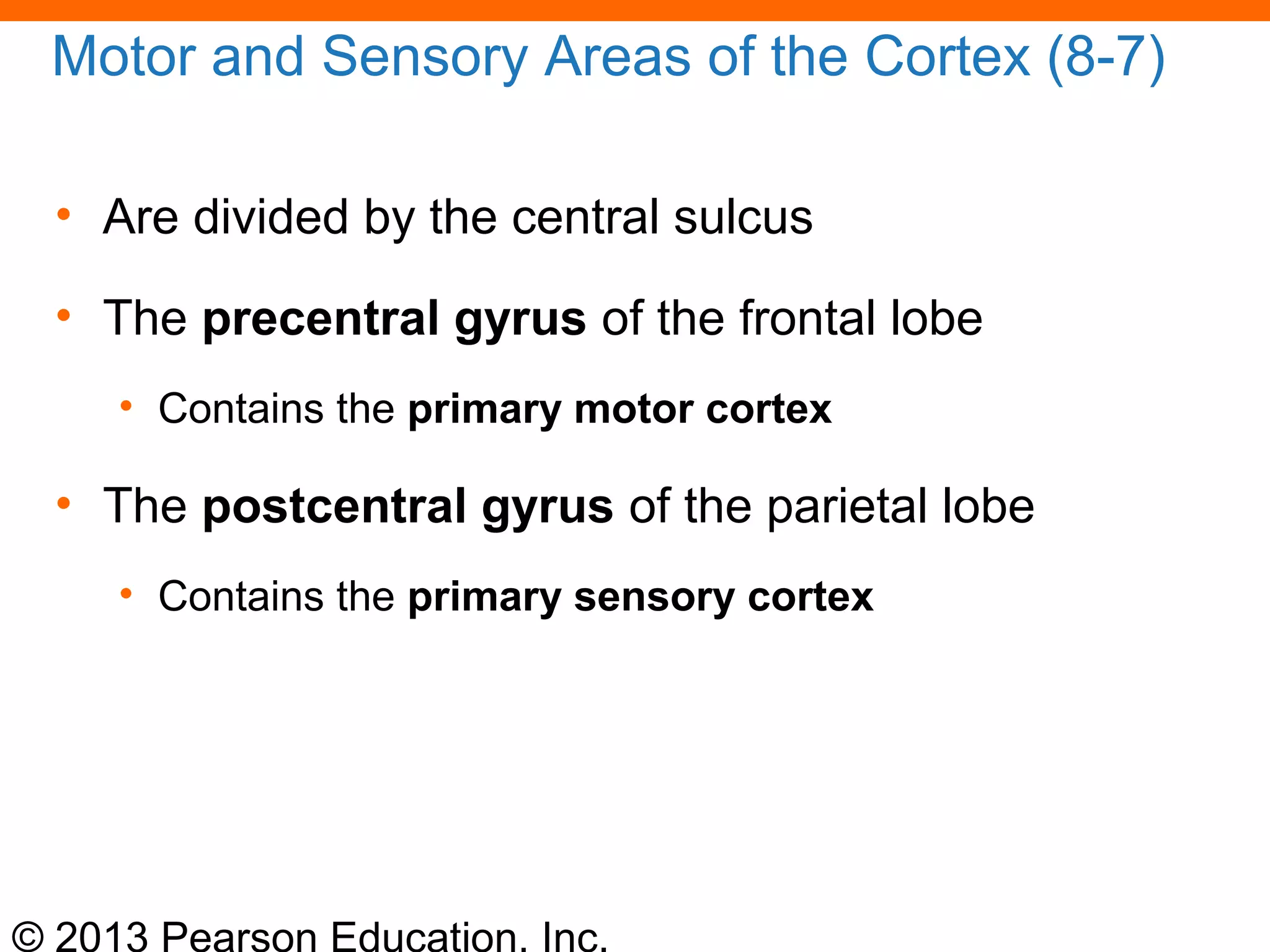 © 2013 Pearson Education, Inc.
Motor and Sensory Areas of the Cortex (8-7)
• Are divided by the central sulcus
• The precentral gyrus of the frontal lobe
• Contains the primary motor cortex
• The postcentral gyrus of the parietal lobe
• Contains the primary sensory cortex
 
