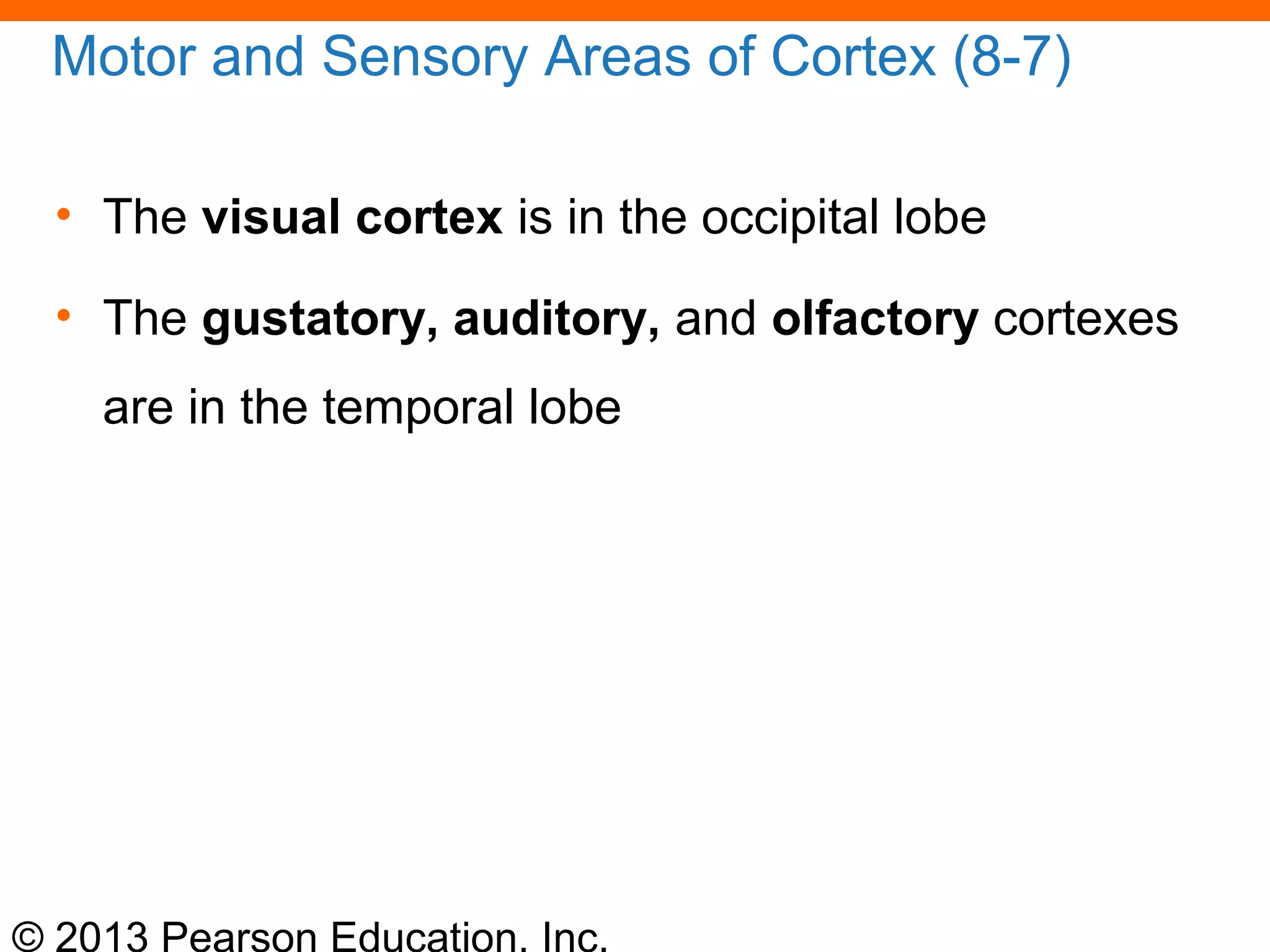 © 2013 Pearson Education, Inc.
Motor and Sensory Areas of Cortex (8-7)
• The visual cortex is in the occipital lobe
• The gustatory, auditory, and olfactory cortexes
are in the temporal lobe
 