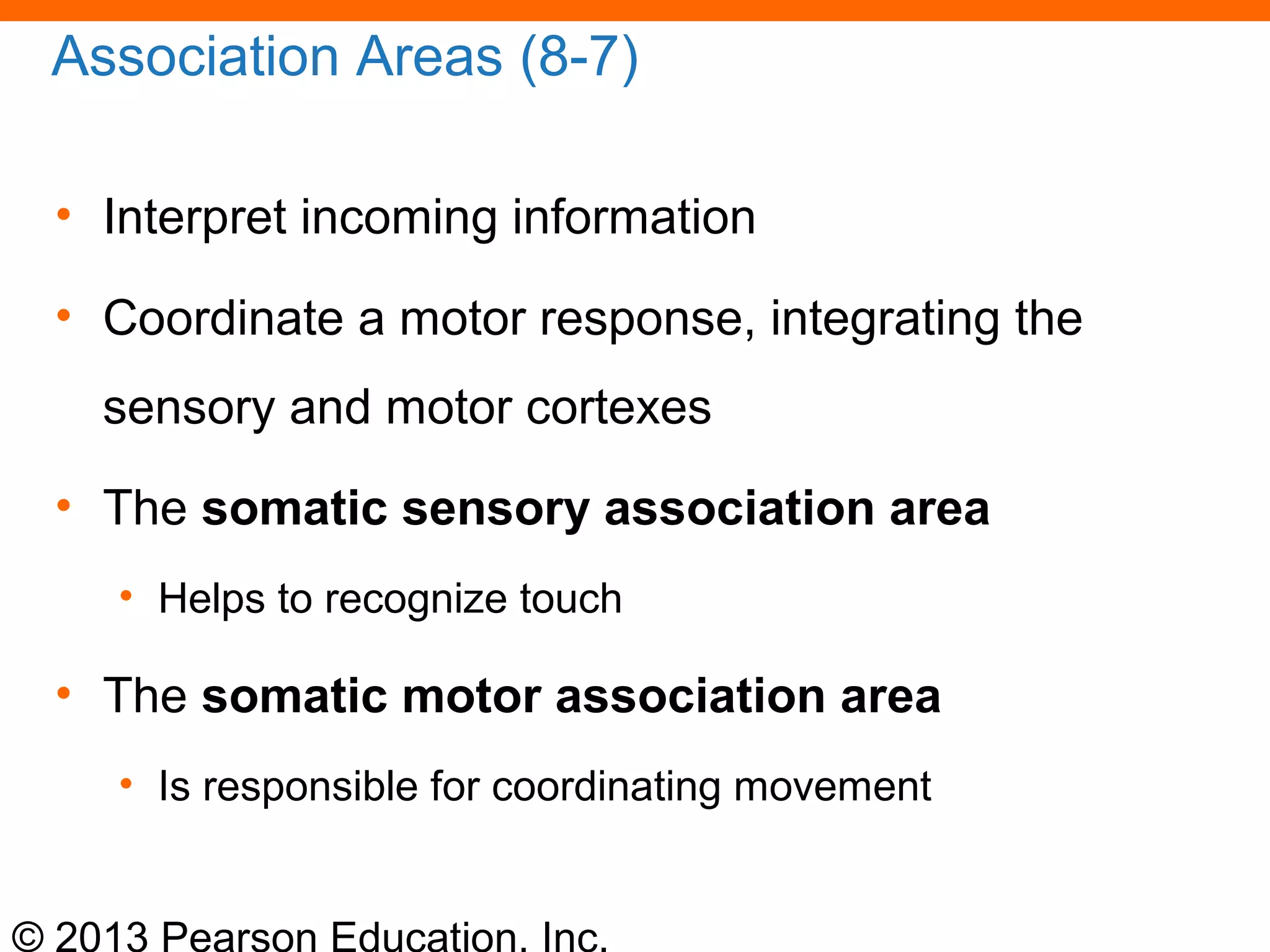 © 2013 Pearson Education, Inc.
Association Areas (8-7)
• Interpret incoming information
• Coordinate a motor response, integrating the
sensory and motor cortexes
• The somatic sensory association area
• Helps to recognize touch
• The somatic motor association area
• Is responsible for coordinating movement
 