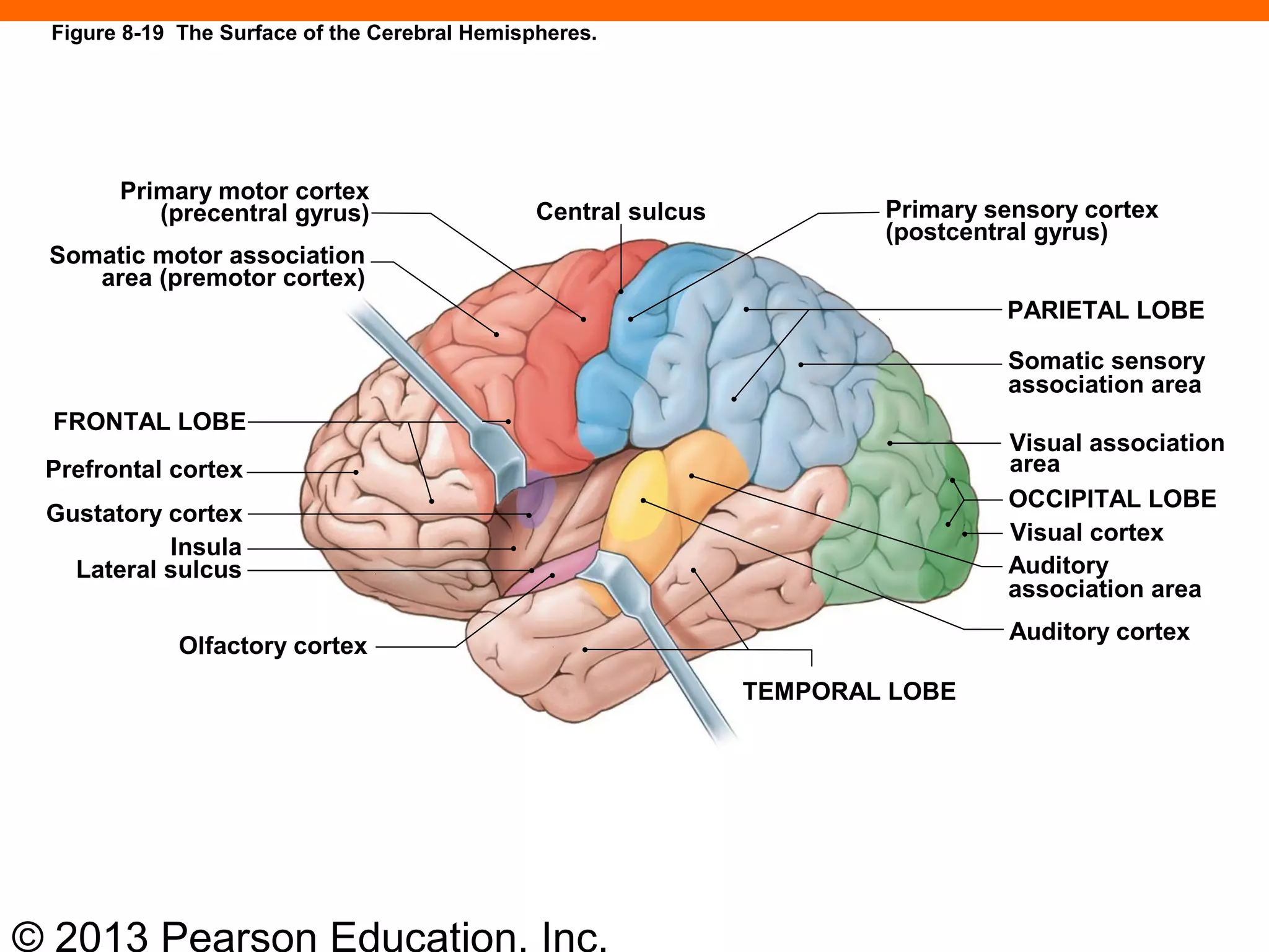 © 2013 Pearson Education, Inc.
Primary motor cortex
(precentral gyrus)
Somatic motor association
area (premotor cortex)
FRONTAL LOBE
Prefrontal cortex
Gustatory cortex
Insula
Lateral sulcus
Olfactory cortex
TEMPORAL LOBE
Auditory cortex
Auditory
association area
Visual cortex
OCCIPITAL LOBE
Visual association
area
Somatic sensory
association area
PARIETAL LOBE
Primary sensory cortex
(postcentral gyrus)
Central sulcus
Figure 8-19 The Surface of the Cerebral Hemispheres.
 