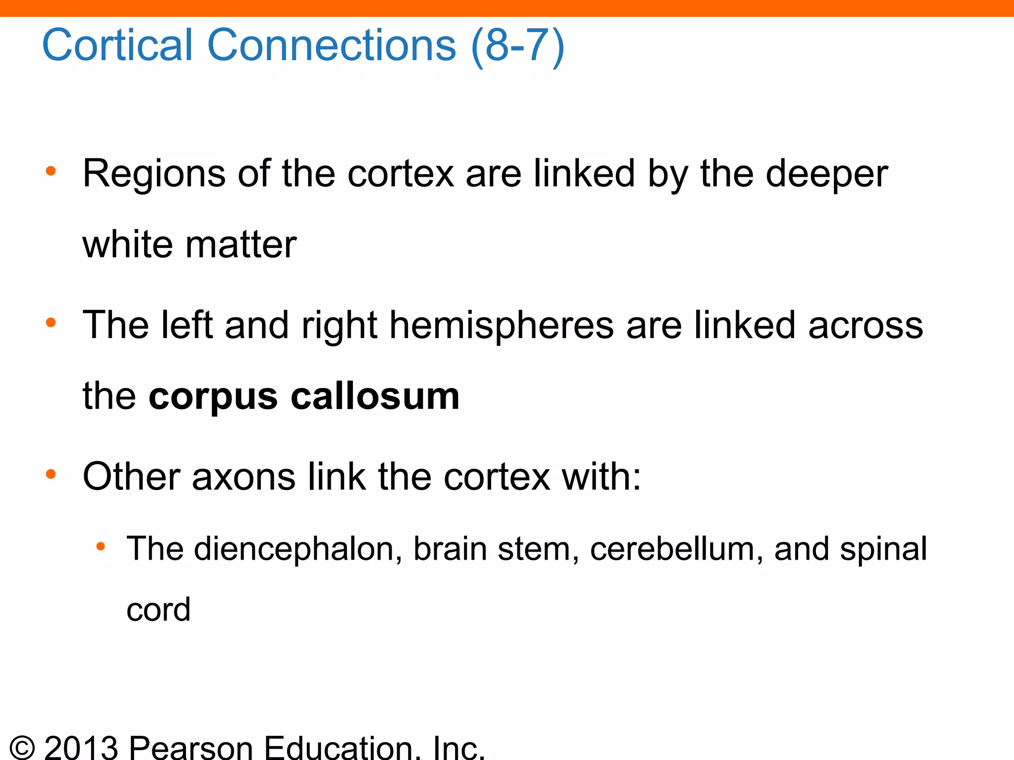 © 2013 Pearson Education, Inc.
Cortical Connections (8-7)
• Regions of the cortex are linked by the deeper
white matter
• The left and right hemispheres are linked across
the corpus callosum
• Other axons link the cortex with:
• The diencephalon, brain stem, cerebellum, and spinal
cord
 
