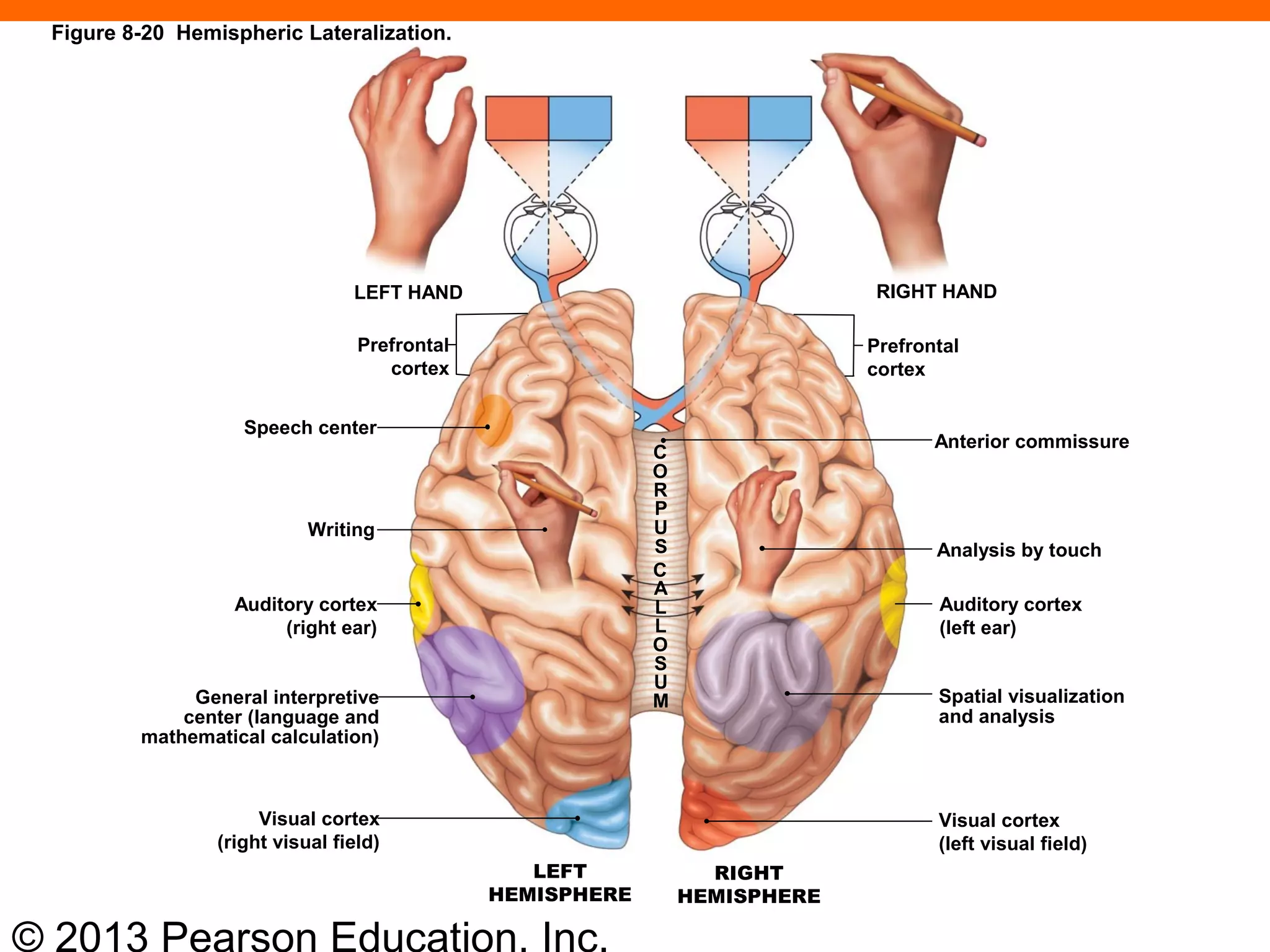 © 2013 Pearson Education, Inc.
General interpretive
center (language and
mathematical calculation)
Auditory cortex
(right ear)
Writing
Speech center
Prefrontal
cortex
LEFT HAND RIGHT HAND
Prefrontal
cortex
Anterior commissure
Analysis by touch
Auditory cortex
(left ear)
Spatial visualization
and analysis
Visual cortex
(left visual field)
Visual cortex
(right visual field)
C
O
R
P
U
S
C
A
L
L
O
S
U
M
RIGHT
HEMISPHERE
LEFT
HEMISPHERE
Figure 8-20 Hemispheric Lateralization.
 