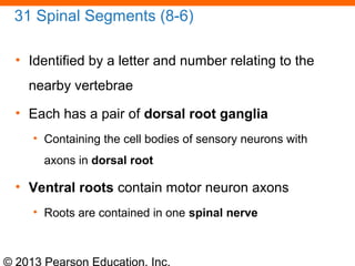 163 ch 08_lecture_presentation | PPT