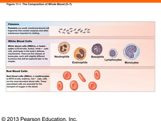 © 2013 Pearson Education, Inc.
Figure 11-1 The Composition of Whole Blood (5–7)
Platelets
Platelets are small, membrane-bound cell
fragments that contain enzymes and other
substances important to clotting.
White Blood Cells
White blood cells (WBCs), or leuko-
cytes (LOO-kō-sīts; leukos, white + -cyte,
cell), participate in the body’s defense
mechanisms. There are five classes of
leukocytes, each with slightly different
functions that will be explored later in the
chapter.
Neutrophils
Eosinophils
Basophils
Lymphocytes
Monocytes
Red Blood Cells
Red blood cells (RBCs), or erythrocytes
(e-RITH-rō-sits; erythros, red + -cyte, cell),
are the most abundant blood cells. These
specialized cells are essential for the
transport of oxygen in the blood.
 
