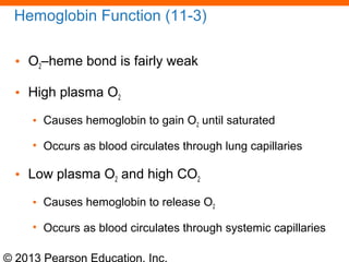 © 2013 Pearson Education, Inc.
Hemoglobin Function (11-3)
• O2–heme bond is fairly weak
• High plasma O2
• Causes hemoglobin to gain O2 until saturated
• Occurs as blood circulates through lung capillaries
• Low plasma O2 and high CO2
• Causes hemoglobin to release O2
• Occurs as blood circulates through systemic capillaries
 