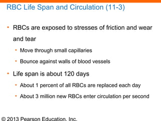 © 2013 Pearson Education, Inc.
RBC Life Span and Circulation (11-3)
• RBCs are exposed to stresses of friction and wear
and tear
• Move through small capillaries
• Bounce against walls of blood vessels
• Life span is about 120 days
• About 1 percent of all RBCs are replaced each day
• About 3 million new RBCs enter circulation per second
 