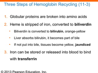 © 2013 Pearson Education, Inc.
Three Steps of Hemoglobin Recycling (11-3)
1. Globular proteins are broken into amino acids
2. Heme is stripped of iron, converted to biliverdin
• Biliverdin is converted to bilirubin, orange-yellow
• Liver absorbs bilirubin, it becomes part of bile
• If not put into bile, tissues become yellow, jaundiced
3. Iron can be stored or released into blood to bind
with transferrin
 