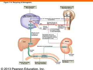 © 2013 Pearson Education, Inc.
Figure 11-4 Recycling of Hemoglobin.
Events Occurring in the
Red Bone Marrow
Events Occurring in
Macrophages
Macrophages in liver,
spleen, and bone marrow
RBC
formation
Fe2+
transported in the bloodstream
by transferrin
Amino acids
Heme
Biliverdin
Bilirubin
Old and
damaged
RBCs
90%
10%
In the bloodstream,
the rupture of RBCs
is called hemolysis.
New RBCs
released into
circulation
Bilirubin bound
to albumin in
bloodstream
Hemoglobin that is not
phagocytized breaks down,
and the polypeptide subunits
are eliminated in urine.
Liver
Bilirubin
Average life span of
RBC is 120 days
Excreted
in bile
Absorbed into the bloodstream
Kidney
Urobilins
Eliminated
in urineUrobilins,
stercobilins
Eliminated
in feces
Bilirubin
Events Occurring in
the KidneyEvents Occurring in
the Large Intestine
Events Occurring
in the Liver
 