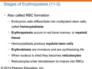 © 2013 Pearson Education, Inc.
Stages of Erythropoiesis (11-3)
• Also called RBC formation
• Embryonic cells differentiate into multipotent stem cells,
called hemocytoblasts
• Erythropoiesis occurs in red bone marrow, or myeloid
tissue
• Hemocytoblasts produce myeloid stem cells
• Erythroblasts are immature and are synthesizing Hb
• When nucleus is shed they becomes reticulocytes
• Reticulocytes enter bloodstream to mature into RBCs
 