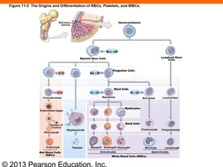 © 2013 Pearson Education, Inc.
Red bone
marrow
Hemocytoblasts
Multi-CSF
Lymphoid Stem
Cells
Myeloid Stem Cells
Progenitor Cells
GM-CSFEPO
G-CSF
Blast Cells
Proerythroblast Myeloblast Monoblast Lymphoblast
Myelocytes
Band Cells
Promonocyte Prolymphocyte
Monocyte Lymphocyte
AgranulocytesGranulocytes
Basophil Eosinophil NeutrophilPlatelets
Megakaryocyte
Red Blood Cells
(RBCs)
Reticulocyte
Erythrocyte
Ejection of
nucleus
Erythroblast stages
White Blood Cells (WBCs)
EPO M-CSF
Figure 11-5 The Origins and Differentiation of RBCs, Platelets, and WBCs.
 