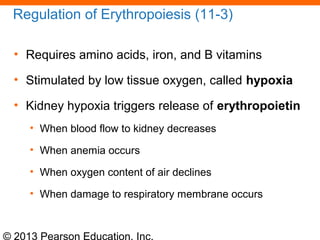 © 2013 Pearson Education, Inc.
Regulation of Erythropoiesis (11-3)
• Requires amino acids, iron, and B vitamins
• Stimulated by low tissue oxygen, called hypoxia
• Kidney hypoxia triggers release of erythropoietin
• When blood flow to kidney decreases
• When anemia occurs
• When oxygen content of air declines
• When damage to respiratory membrane occurs
 