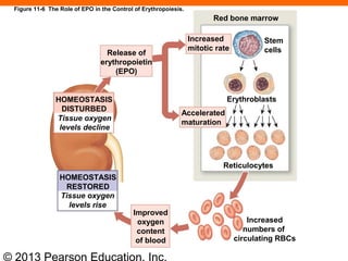 © 2013 Pearson Education, Inc.
Red bone marrow
Increased
mitotic rate
Stem
cells
Erythroblasts
Accelerated
maturation
Release of
erythropoietin
(EPO)
HOMEOSTASIS
DISTURBED
Tissue oxygen
levels decline
Reticulocytes
HOMEOSTASIS
RESTORED
Tissue oxygen
levels rise
Improved
oxygen
content
of blood
Increased
numbers of
circulating RBCs
Figure 11-6 The Role of EPO in the Control of Erythropoiesis.
 