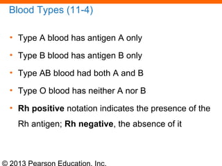 © 2013 Pearson Education, Inc.
Blood Types (11-4)
• Type A blood has antigen A only
• Type B blood has antigen B only
• Type AB blood had both A and B
• Type O blood has neither A nor B
• Rh positive notation indicates the presence of the
Rh antigen; Rh negative, the absence of it
 
