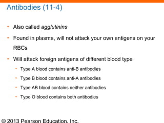 © 2013 Pearson Education, Inc.
Antibodies (11-4)
• Also called agglutinins
• Found in plasma, will not attack your own antigens on your
RBCs
• Will attack foreign antigens of different blood type
• Type A blood contains anti-B antibodies
• Type B blood contains anti-A antibodies
• Type AB blood contains neither antibodies
• Type O blood contains both antibodies
 