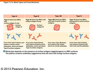 © 2013 Pearson Education, Inc.
Figure 11-7a Blood Types and Cross-Reactions.
Type A Type B Type AB Type O
Type A blood has RBCs
with
surface antigen A only.
Type B blood has RBCs with
surface antigen B only.
Type AB blood has RBCs
with both A and B surface
antigens.
Type O blood has RBCs
lacking both A and B surface
antigens.
Surface
antigen A
If you have Type A blood, your
plasma contains anti-B
antibodies, which will attack
Type B surface antigens.
If you have Type B blood,
your plasma contains anti-A
antibodies, which will attack
Type A surface antigens.
If you have Type AB blood,
your plasma has neither
anti-A nor anti-B antibodies.
If you have Type O blood,
your plasma contains both
anti-A and anti-B antibodies.
Blood type depends on the presence of surface antigens (agglutinogens) on RBC surfaces.
The plasma contains antibodies (agglutinins) that will react with foreign surface antigens.
Surface
antigen B
 