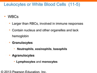 © 2013 Pearson Education, Inc.
Leukocytes or White Blood Cells (11-5)
• WBCs
• Larger than RBCs, involved in immune responses
• Contain nucleus and other organelles and lack
hemoglobin
• Granulocytes
• Neutrophils, eosinophils, basophils
• Agranulocytes
• Lymphocytes and monocytes
 