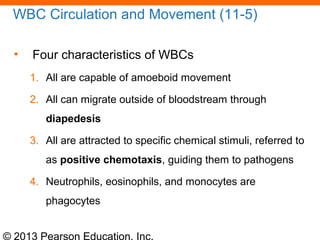 © 2013 Pearson Education, Inc.
WBC Circulation and Movement (11-5)
• Four characteristics of WBCs
1. All are capable of amoeboid movement
2. All can migrate outside of bloodstream through
diapedesis
3. All are attracted to specific chemical stimuli, referred to
as positive chemotaxis, guiding them to pathogens
4. Neutrophils, eosinophils, and monocytes are
phagocytes
 