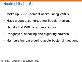 © 2013 Pearson Education, Inc.
Neutrophils (11-5)
• Make up 50–70 percent of circulating WBCs
• Have a dense, contorted multilobular nucleus
• Usually first WBC to arrive at injury
• Phagocytic, attacking and digesting bacteria
• Numbers increase during acute bacterial infections
 