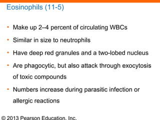 © 2013 Pearson Education, Inc.
Eosinophils (11-5)
• Make up 2–4 percent of circulating WBCs
• Similar in size to neutrophils
• Have deep red granules and a two-lobed nucleus
• Are phagocytic, but also attack through exocytosis
of toxic compounds
• Numbers increase during parasitic infection or
allergic reactions
 