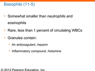 © 2013 Pearson Education, Inc.
Basophils (11-5)
• Somewhat smaller than neutrophils and
eosinophils
• Rare, less than 1 percent of circulating WBCs
• Granules contain:
• An anticoagulant, heparin
• Inflammatory compound, histamine
 