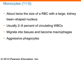 © 2013 Pearson Education, Inc.
Monocytes (11-5)
• About twice the size of a RBC with a large, kidney
bean–shaped nucleus
• Usually 2–8 percent of circulating WBCs
• Migrate into tissues and become macrophages
• Aggressive phagocytes
 