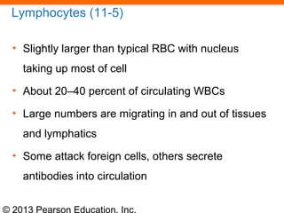 © 2013 Pearson Education, Inc.
Lymphocytes (11-5)
• Slightly larger than typical RBC with nucleus
taking up most of cell
• About 20–40 percent of circulating WBCs
• Large numbers are migrating in and out of tissues
and lymphatics
• Some attack foreign cells, others secrete
antibodies into circulation
 
